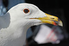 juvenile LBBG in October, ringed in Norway. (131273 bytes)